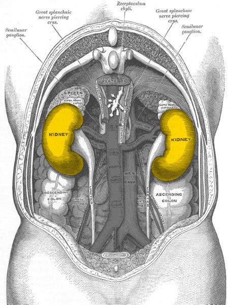 Kidney Pain - Location, Symptoms, Causes, Treatment and Remedies