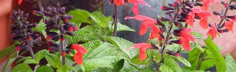 Salvia | Portland Nursery