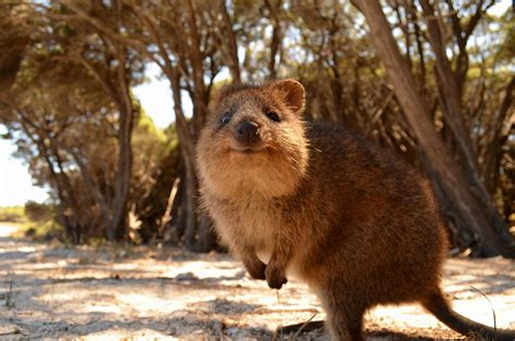 animals, Australia, Quokka Wallpapers HD / Desktop and Mobile Backgrounds