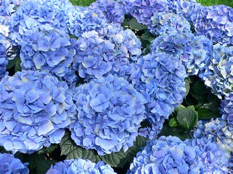 File:Hydrangea macrophylla - Hortensia hydrangea.jpg - Wikipedia