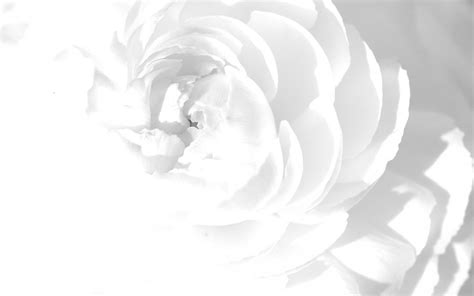 Flower Art White Background | White background wallpaper, White flower wallpaper, White wallpaper