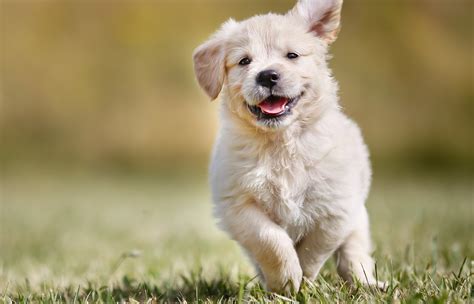 Beautiful Dog Puppy 4K Wallpaper | HD Wallpapers