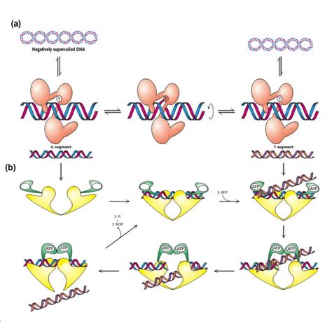 Dna Replication Topoisomerase Function