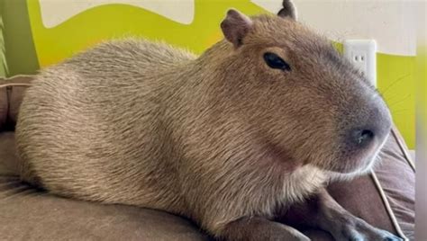 Capybara: Facts, Pictures, Habitats & Behavior - AMERICAN GARDENER