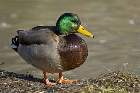 Pato Real: Características, Nome Científico, Habitat e Fotos | Mundo Ecologia