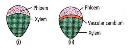 Identify the vascular bundle types with the given diagram