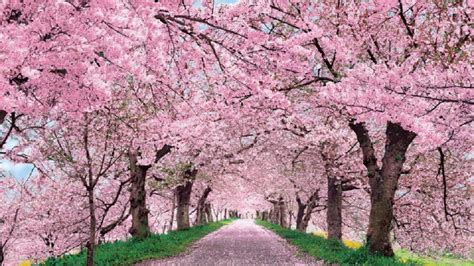 Japan Cherry Blossom Desktop Wallpapers - Top Free Japan Cherry Blossom Desktop Backgrounds ...