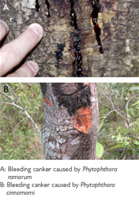 Sudden Oak Death » Arborjet