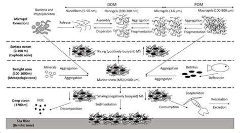 | Marine snow (MS) formation and sedimentation.... | Download Scientific Diagram