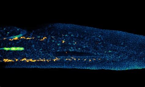 Microscopic Zebrafish embryo is star of global film awards | Laboratory Talk