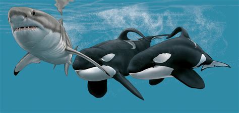 do killer whales eat great white sharks Killer whales fight great white sharks for ocean supremacy