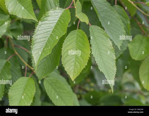 Serrated toothed leaves of a cherry tree hanging down. Precise species unknown, but good example ...