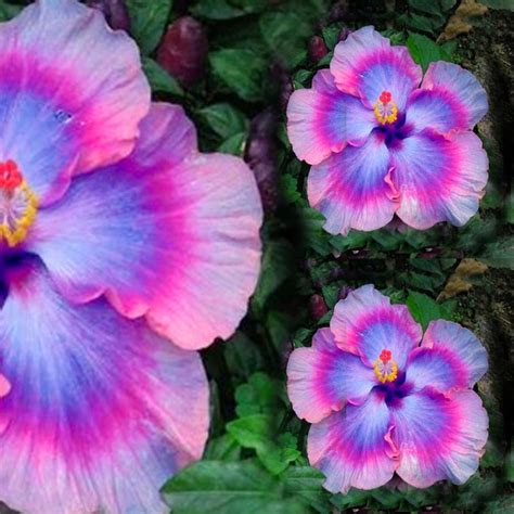 Pink Blue Hibiscus Bloom Perennial Flower 20 Seeds AM | Etsy