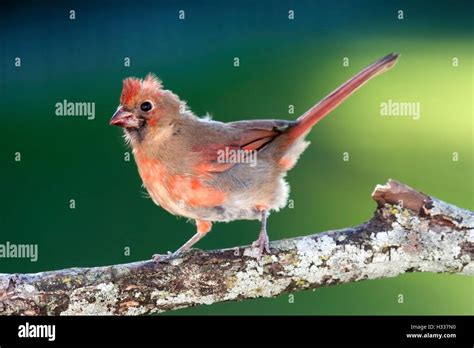 Young male cardinal hi-res stock photography and images - Alamy