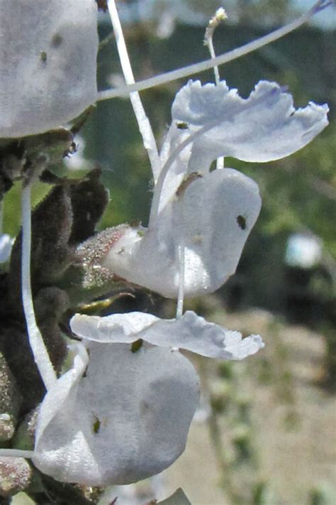 Salvia apiana – The Watershed Nursery