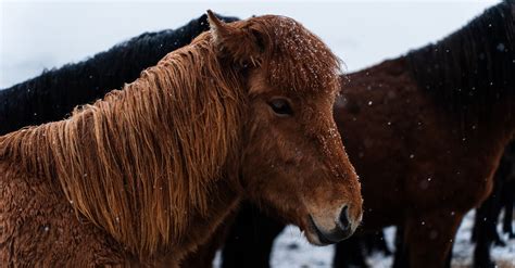 Horses in Winter · Free Stock Photo