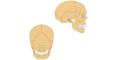 Major sutures of the skull: labeled diagram | GetBodySmart