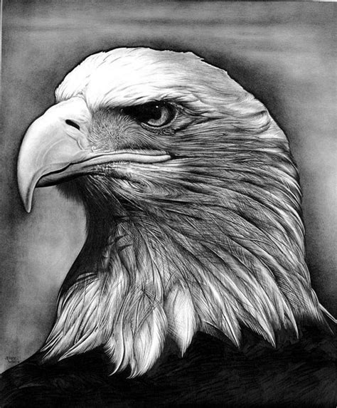 Realistic Pencil Eagle Drawing - bestpencildrawing