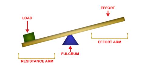 Third class levers examples | Science online