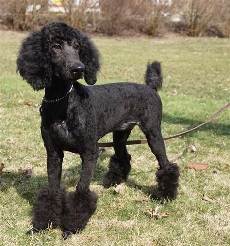 Black standard poodle puppies for sale in ohio – Dogs in our life photo blog