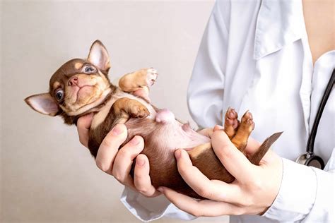 Umbilical Hernia in Dogs - A-Z Animals