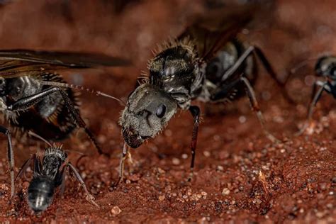 How to Treat Flying Carpenter Ants Infestation - Midway Pest Management