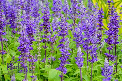 Salvia Blue - Harlow Gardens