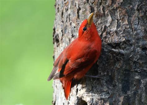 Summer Tanager, male | BirdForum