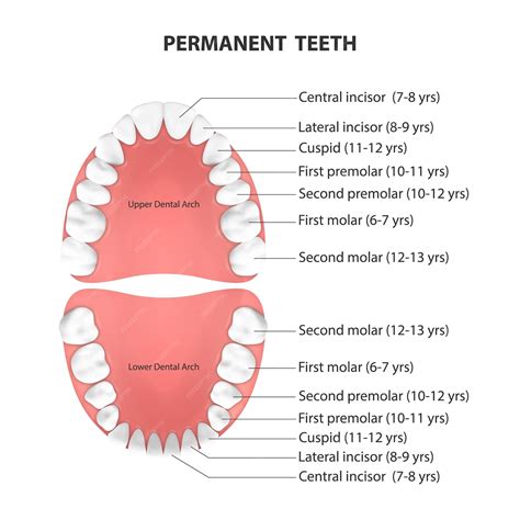 Premium Vector | Vector 3d realistic teeth upper lower adult jaw top view anatomy concept ...