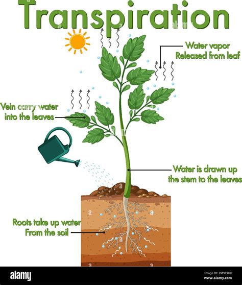 Diagram showing plant transpiration illustration Stock Vector Image & Art - Alamy