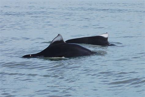 Dall's porpoise - Whale & Dolphin Conservation USA