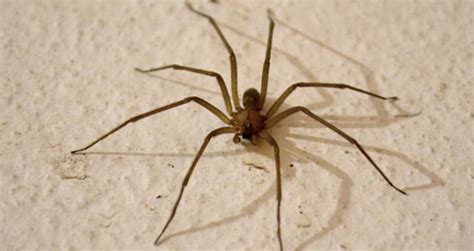 Chilean Recluse Spider: Identification, Traits, & Pictures | Beyond The Treat