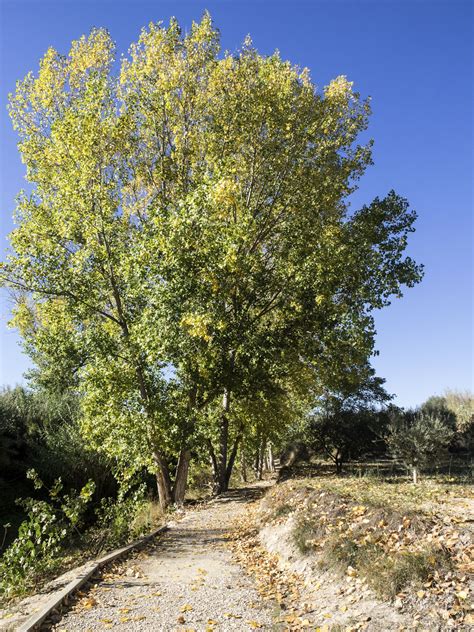 Lombardy Poplar Trees