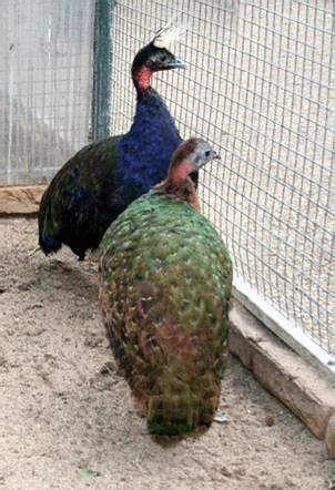 Congo Peafowl male and female. Photo: Nico van Wijk. | Download Scientific Diagram