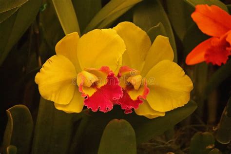 BRIGHT YELLOW ORCHIDS with PINK Stock Image - Image of bright, flowers: 133869907