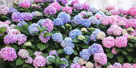 Hydrangea Care Tips - Dees' Nursery