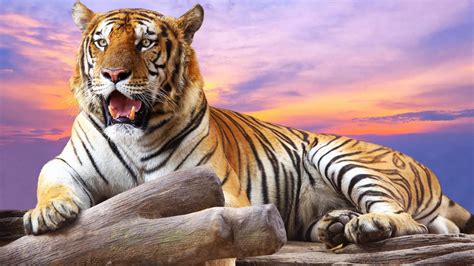 Tiger HD Wallpaper