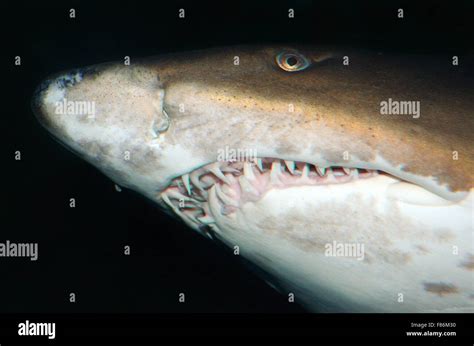 Nurse shark teeth hi-res stock photography and images - Alamy