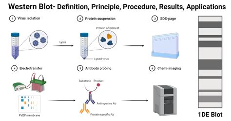 Western Blot: Principle, Steps, Results, Applications