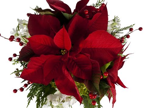 Poinsettia: {The Christmas Flower} - Freytags Florist - Freytags Florist