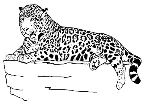 Free Printable Cheetah Coloring Pages For Kids