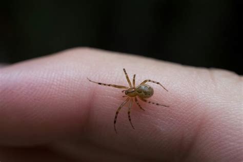 Baby Brown Recluse Spider: How to Identify, Is It Dangerous? [With Pictures] - HowChimp