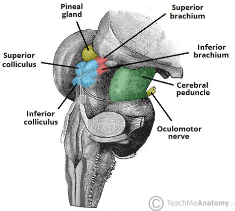 Inferior Colliculus Cross Section