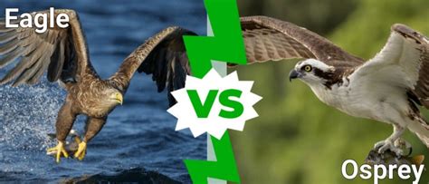 Osprey vs Eagle: What Are the Differences? - IMP WORLD