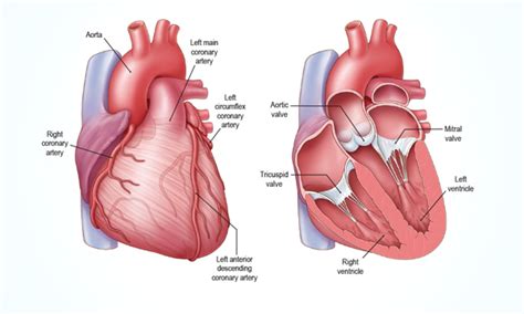 Heart Valve Program