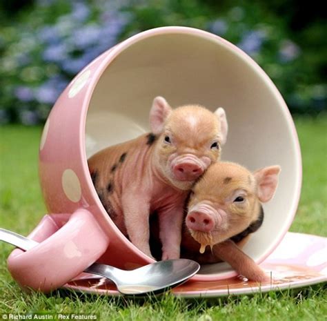 Gallery For > Teacup Pigs