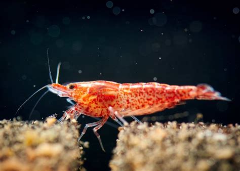 Cherry Shrimp Care Guide & Species Profile | Fishkeeping World