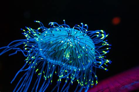 Let it Glow - Nature Stories | Bioluminescence, Bioluminescent jellyfish, Vieques