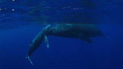 Swimming with humpback whales in the South Pacific Ocean near Tonga experienced | Britannica