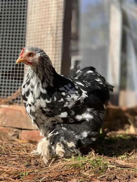 The 16 Best Chicken Breeds For Pets – With Pictures – Animal Knowhow